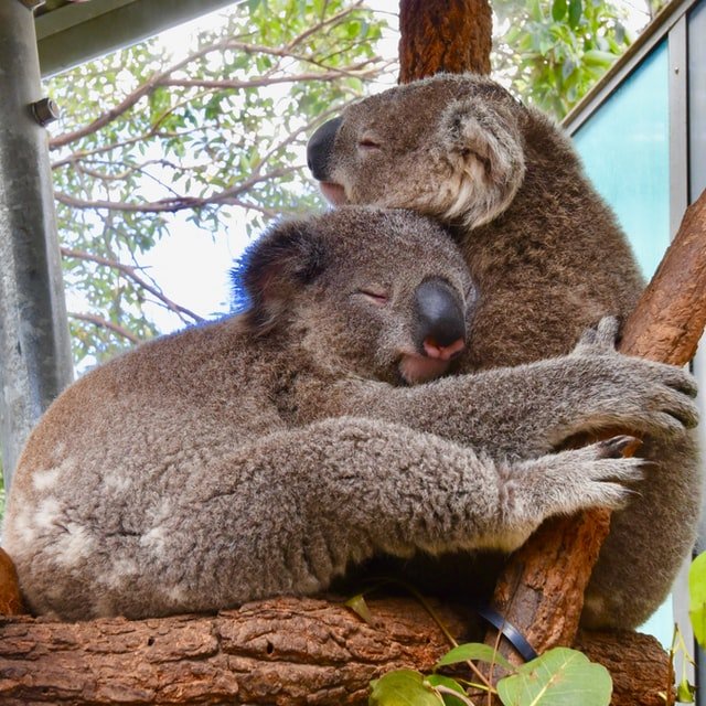 Two koalas hugging while sitting in a tree
